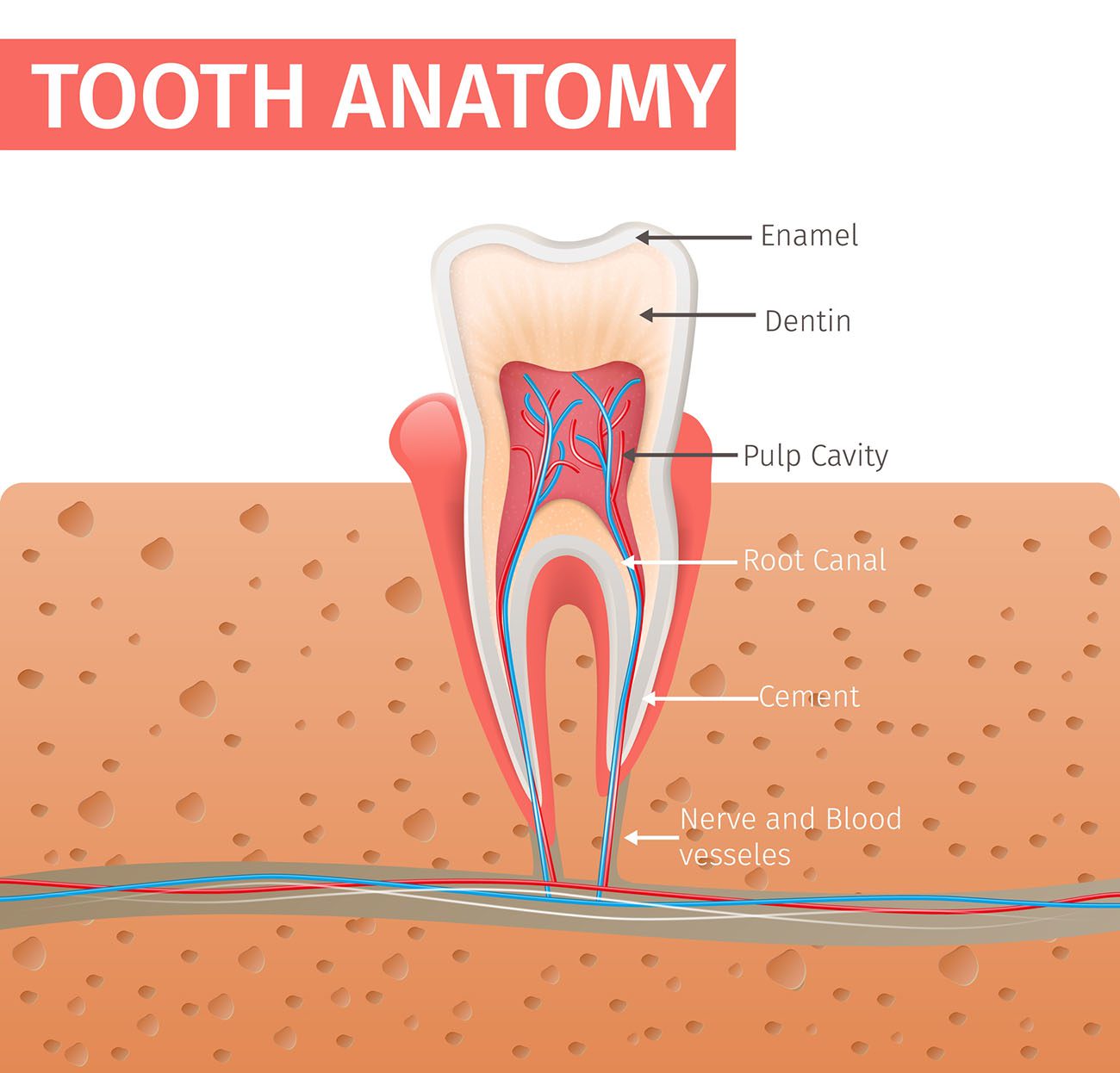 Do You Really Need a Root Canal? | Arlington Heights, IL, Dentist